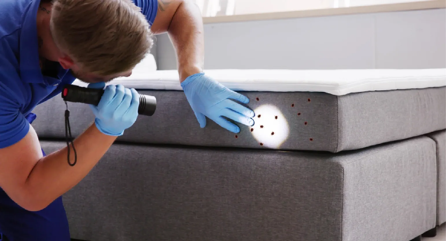 carpet cleaning in Nassau, carpet cleaner in Nassau, carpet cleaners in Nassau, carpet cleaners in new york, commercial carpet cleaning, commercial carpet cleaning in Nassau, rug cleaning in Nassau,rug cleaners Nassau, Nassau rug cleaners, rug cleaning services in Nassau, same day carpet cleaning,pet cleaning in Nassau, pet cleaner in Nassau, pet cleaners in Nassau, pet cleaners in new york, organic cleaning in Nassau, organic cleaner in Nassau, organic cleaners in Nassau, organic cleaners in new york, mattress cleaning in Nassau, mattress cleaner in Nassau, upholstery cleaners in Nassau, upholstery cleaners in new york, Miscellaneous cleaning in Nassau, Miscellaneous cleaner in Nassau, bed bug cleaners in Nassau, bed bug cleaners in new york, damage service in Nassau, allergy control in Nassau, same day rug cleaning