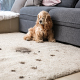 carpet cleaning in NYC, carpet cleaner in NYC, carpet cleaners in NYC, carpet cleaners in NYC, drapery cleaners in NYC, carpet cleaning in NYC, mattress cleaning in NYC, mattress cleaners in NYC, commercial carpet cleaning, commercial carpet cleaners in NYC, NYC rug cleaners, rug cleaning services in NYC same day carpet cleaning, same day rug cleaning