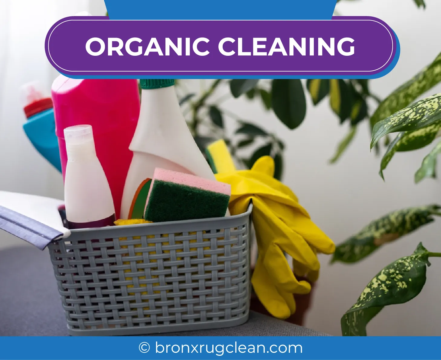 carpet cleaning in bronx, carpet cleaning in new york, carpet cleaning bronx, carpet cleaners in bronx, carpet cleaners in new york, commercial carpet cleaning, commercial carpet cleaning in bronx, bronx rug cleaners, rug cleaning services in bronx, same day carpet cleaning, same day rug cleaning