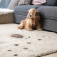 carpet cleaning in brooklyn, carpet cleaning in new york, carpet cleaning brooklyn, carpet cleaners in brooklyn, carpet cleaners in new york, commercial carpet cleaning, commercial carpet cleaning in brooklyn, brooklyn rug cleaners, rug cleaning services in brooklyn, same day carpet cleaning, same day rug cleaning