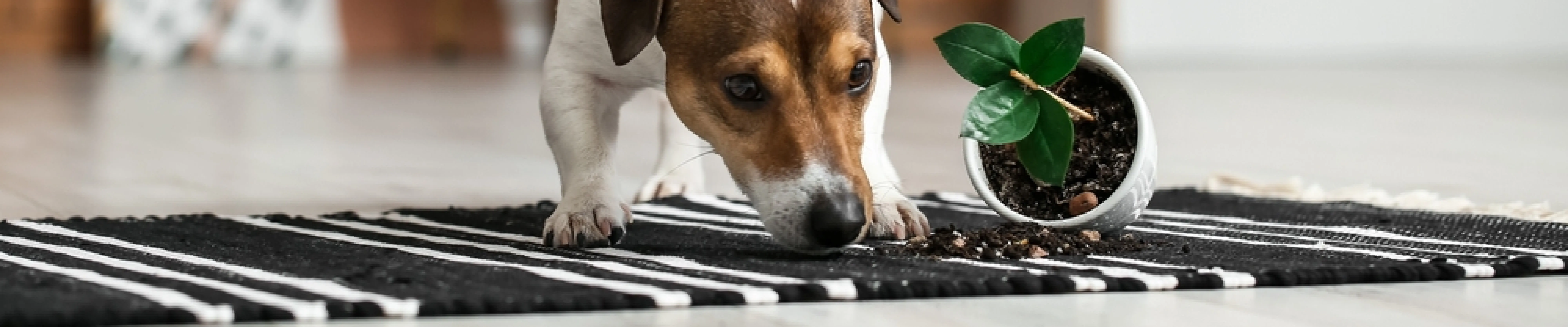 carpet cleaning in brooklyn, carpet cleaning in new york, carpet cleaning brooklyn, carpet cleaners in brooklyn, carpet cleaners in new york, commercial carpet cleaning, commercial carpet cleaning in brooklyn, brooklyn rug cleaners, rug cleaning services in brooklyn, same day carpet cleaning, same day rug cleaning