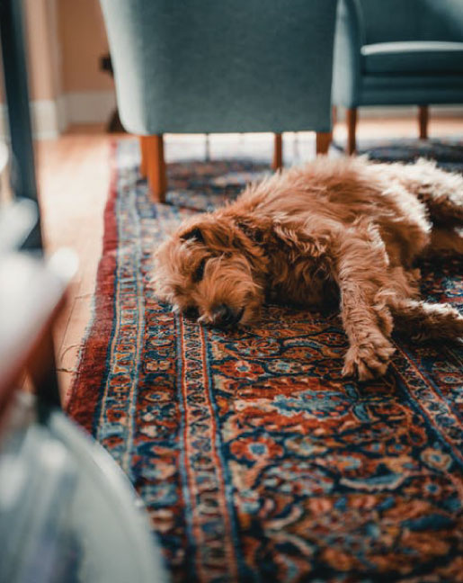 carpet cleaning in manhattan, carpet cleaning manhattan, carpet cleaners in manhattan, carpet cleaners in manhattan, commercial carpet cleaning, commercial carpet cleaning in manhattan, manhattan rug cleaners, rug cleaning services in manhattan, same day carpet cleaning, same day rug cleaning in manhattan