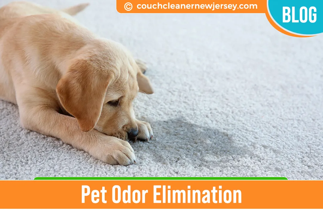 carpet cleaning in New Jersey, carpet cleaner in New Jersey, carpet cleaners in New Jersey, carpet cleaners in New Jersey, drapery cleaners in New Jersey, carpet cleaning in New Jersey, mattress cleaning in New Jersey, mattress cleaners in New Jersey, commercial carpet cleaning, commercial carpet cleaners in New Jersey, New Jersey rug cleaners, rug cleaning services in New Jersey same day carpet cleaning, same day rug cleaning